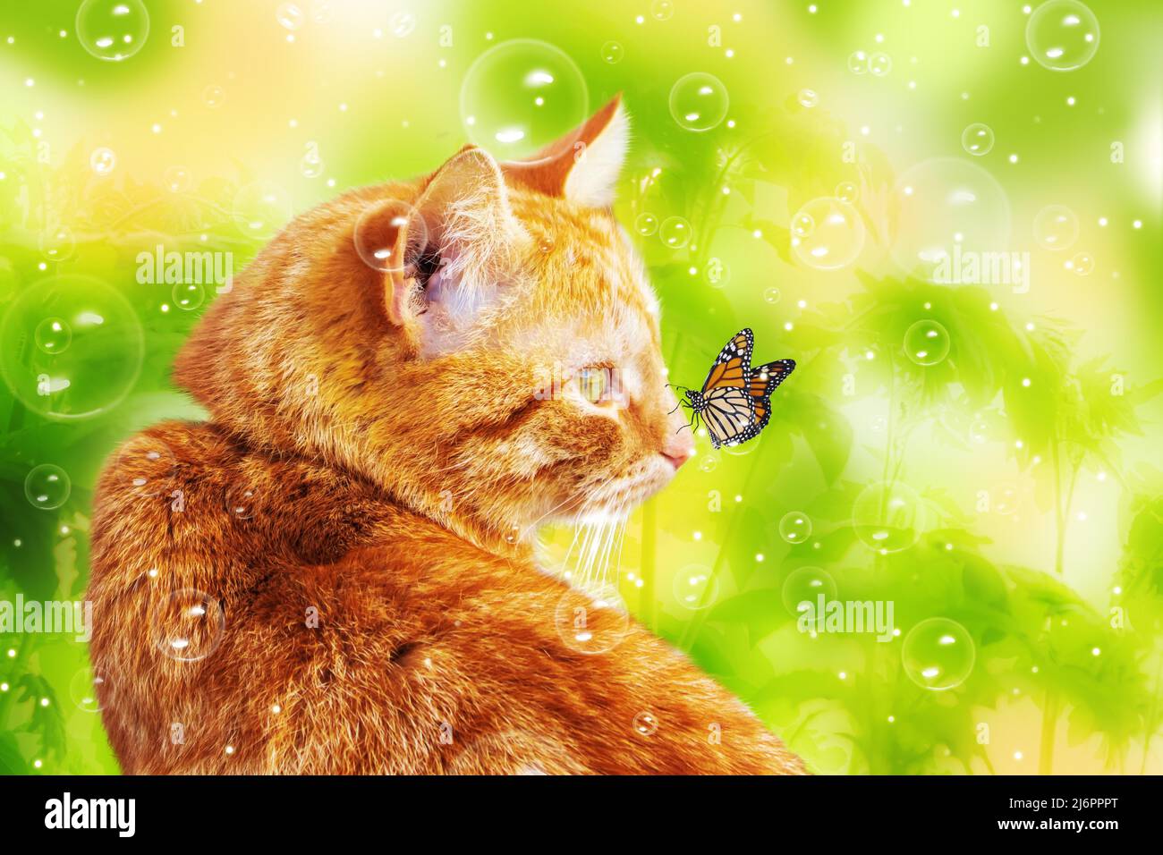 Schöne Ingwerkatze und ein Schmetterling auf einem natürlichen Hintergrund. Schönheit in der Natur. Stockfoto