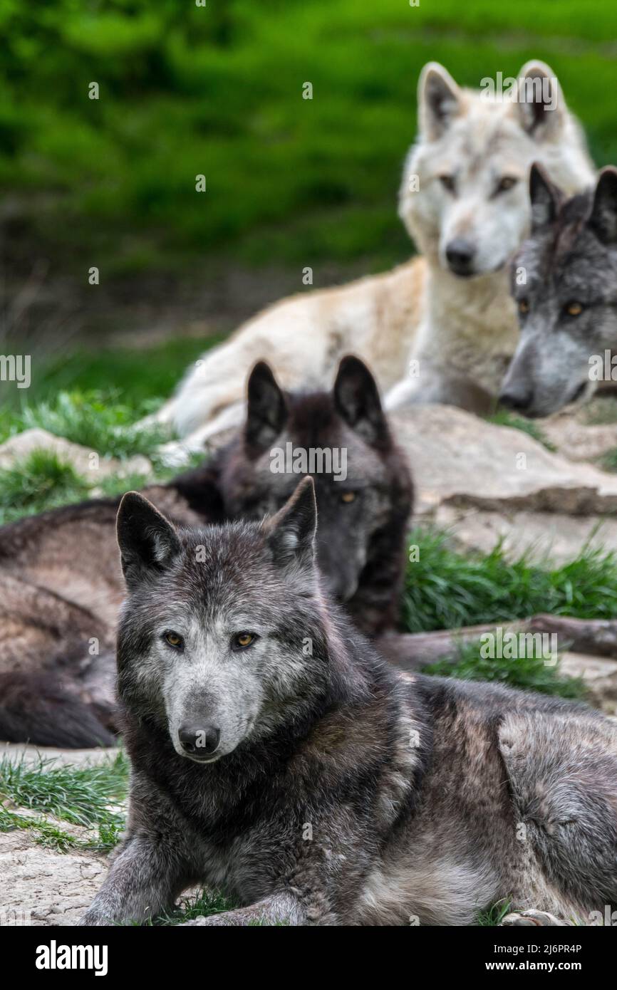 Pack von schwarz-weißen Wölfen aus dem Nordwesten / Wolf im Mackenzie Valley / Kanadier / Alaskan-Holzwölfe (Canis lupus occidentalis), die im Wald ruhen Stockfoto