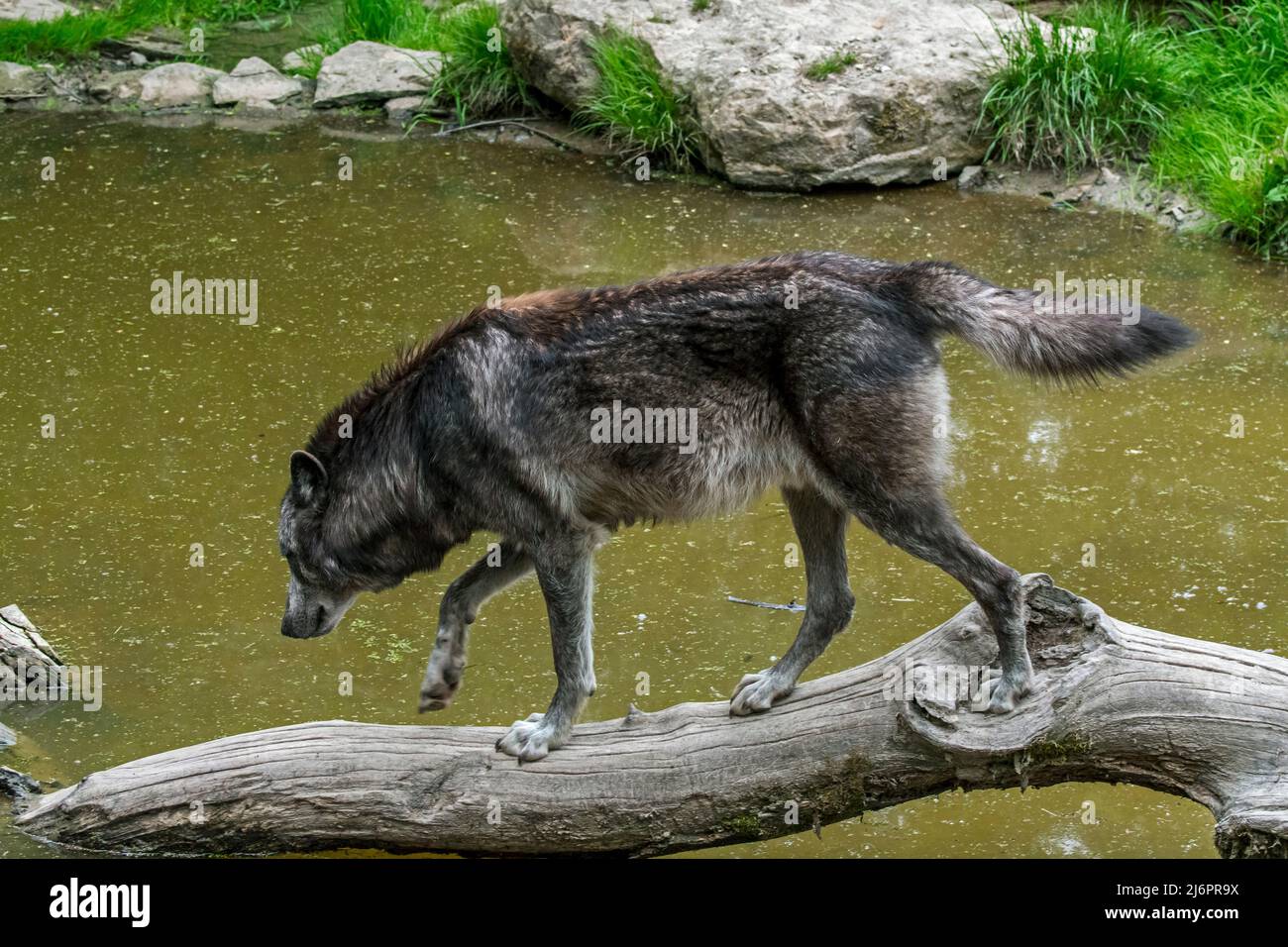 Schwarzer Nordwestwolf / Mackenzie Valley Wolf / Alaskan / Kanadischer Holzwolf (Canis lupus occidentalis) überquert Fluss über gefallenen Baumstamm Stockfoto