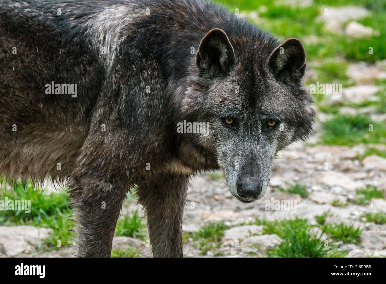 Schwarzer Nordwestwolf / Mackenzie Valley Wolf / Alaskischer Holzwolf / Kanadischer Holzwolf (Canis lupus occidentalis), größte Unterart des Grauwolf Stockfoto