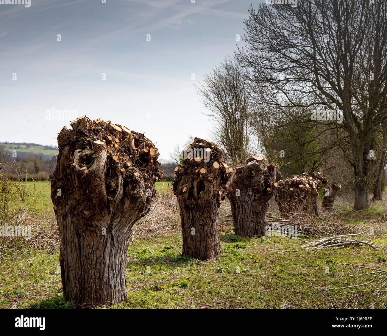 Weiden im Golden Valley Stockfoto