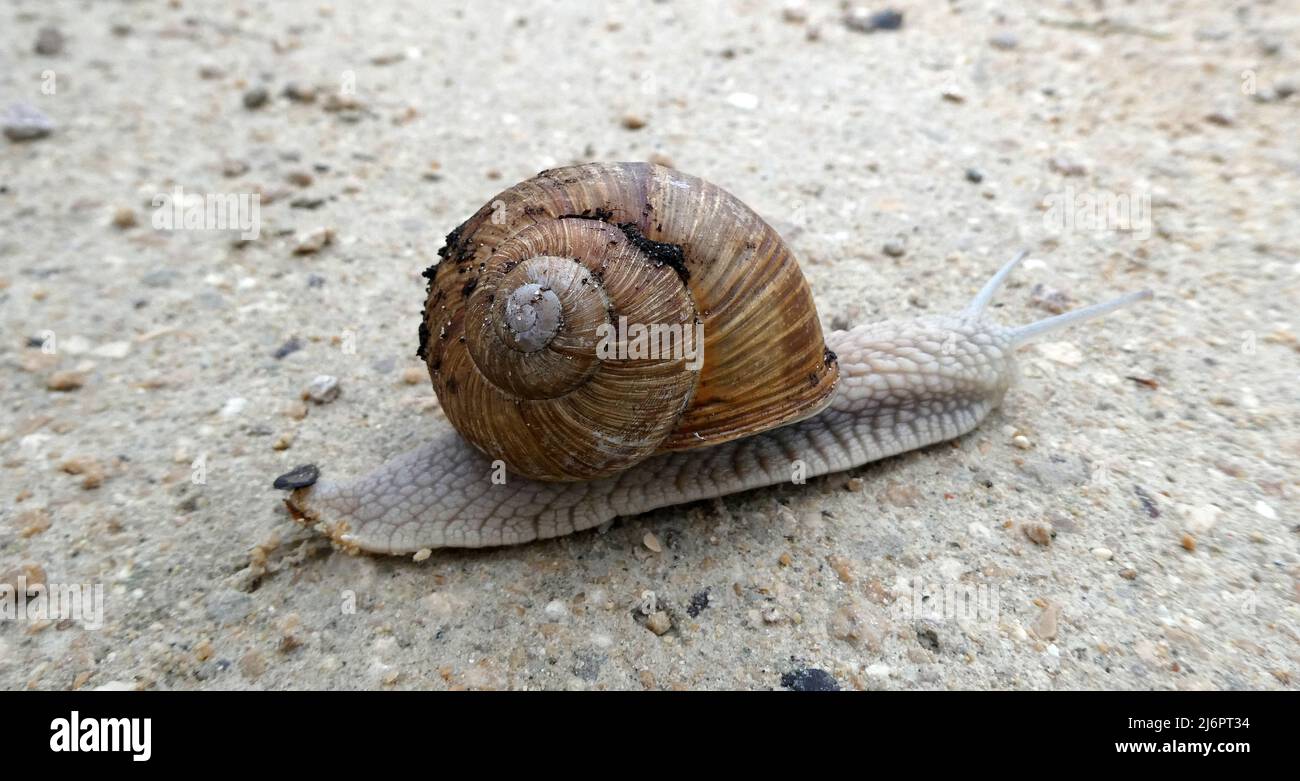 Eine römische Schnecke (Burgunder Schnecke, essbare Schnecke oder Escargot), die den Fußweg passiert. Sein Name in Latein ist Helix pomatia. Stockfoto