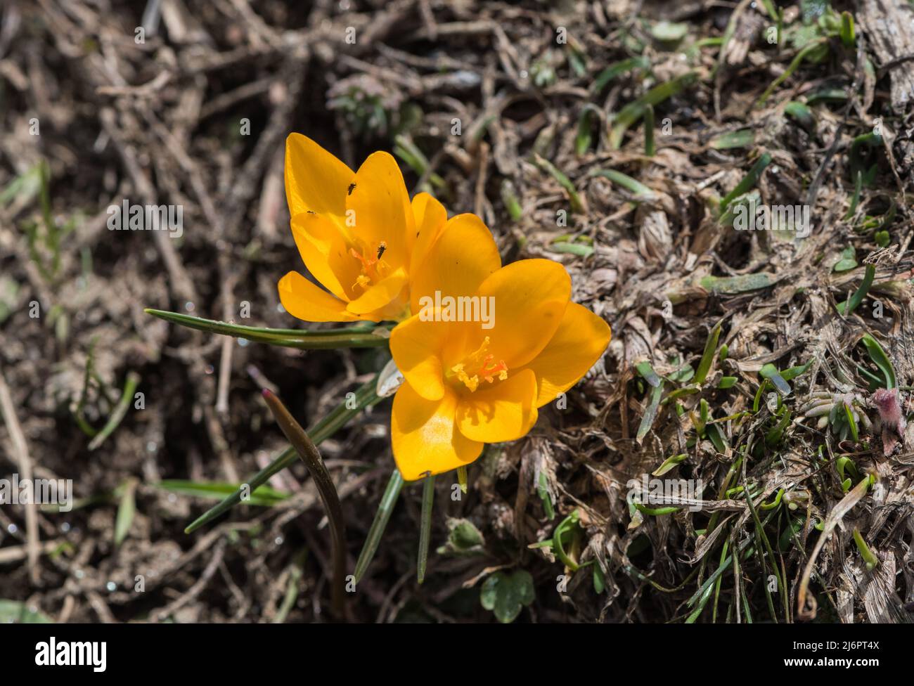 Blüten des Goldenen/Schneekrokus (Crocus chrysanthus) in ihrem natürlichen Lebensraum (SW-Türkei) Stockfoto