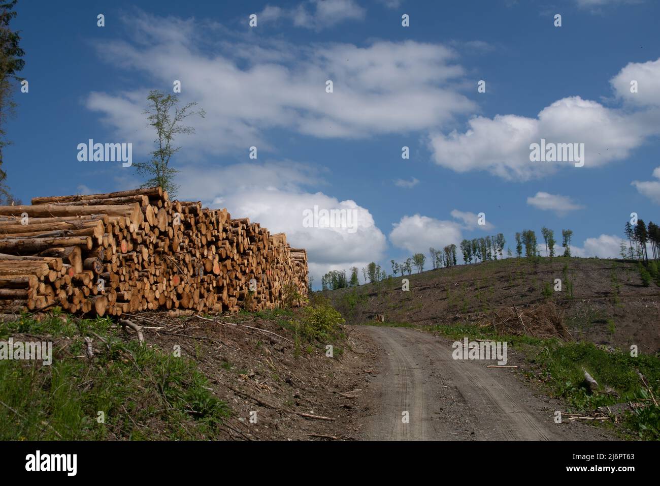 Fällte Bäume nach einer Rindenkäfer-Pest Stockfoto