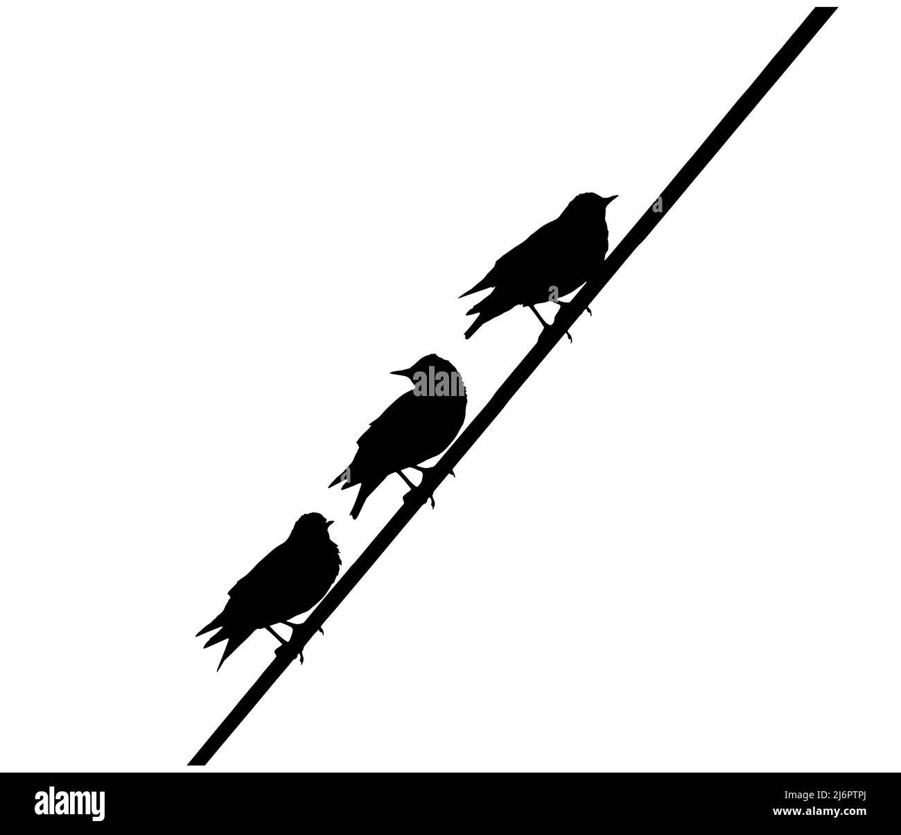 Stare Vögel auf Draht, Silhouette Stock Vektor