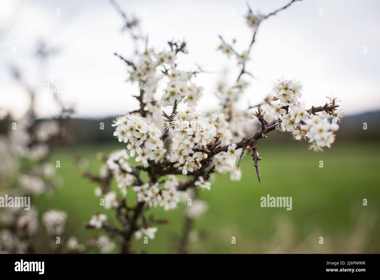 Weiß blüht im Frühling Stockfoto