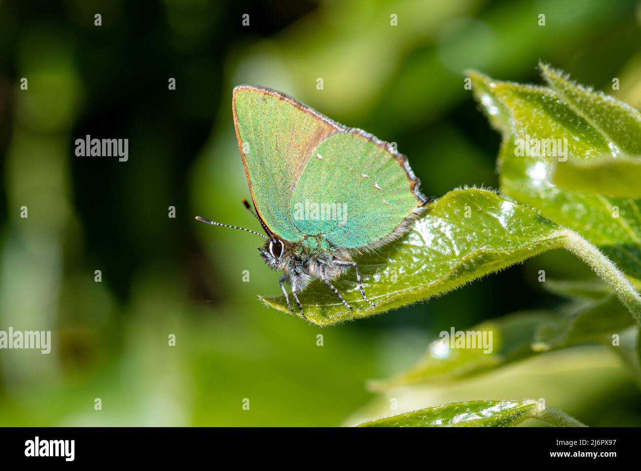 Grüner Haarstreifenschmetterling (Callophrys rubi) auf grünem Efeublatt im April oder Frühjahr, Großbritannien Stockfoto