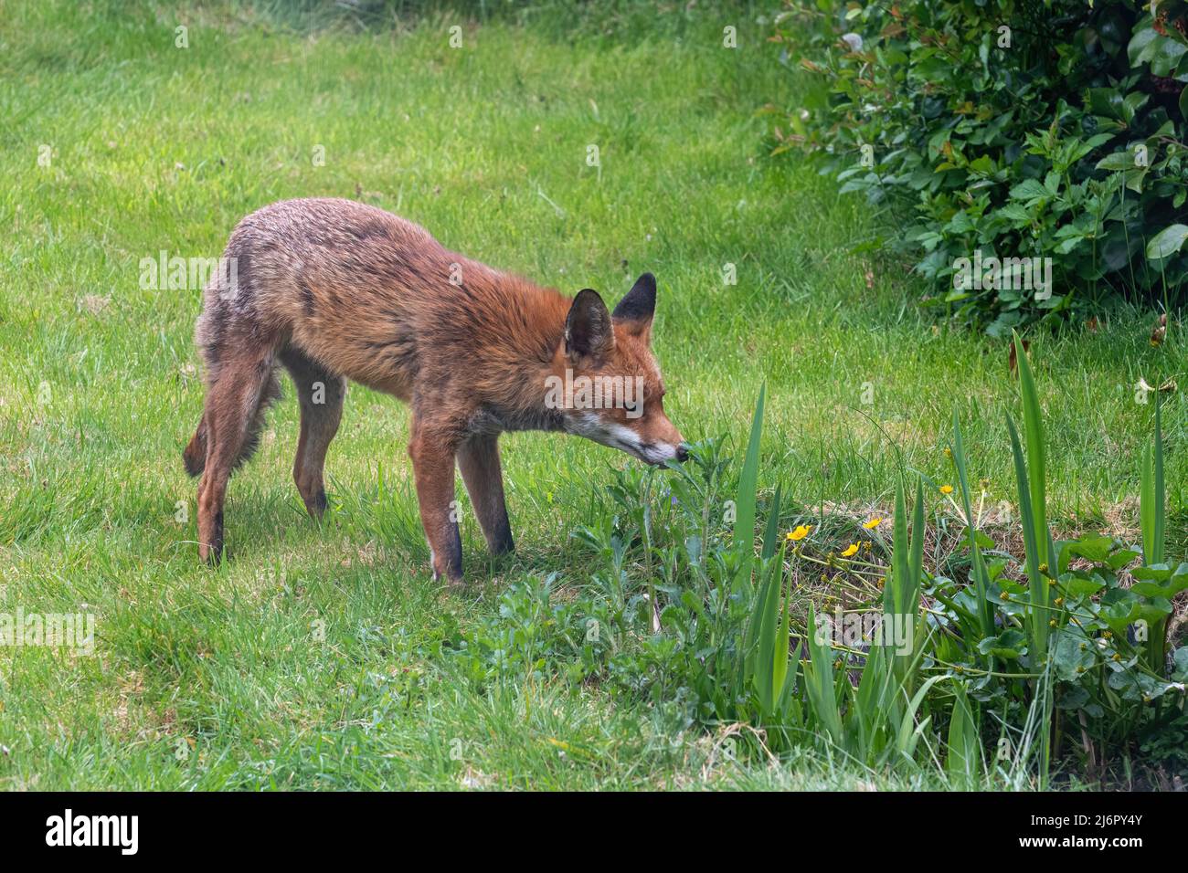 Stadtfuchs (Vulpes vulpes) in einem Garten mit Blick auf einen Wildtierteich, städtische Tierwelt, Hampshire, England, Großbritannien Stockfoto