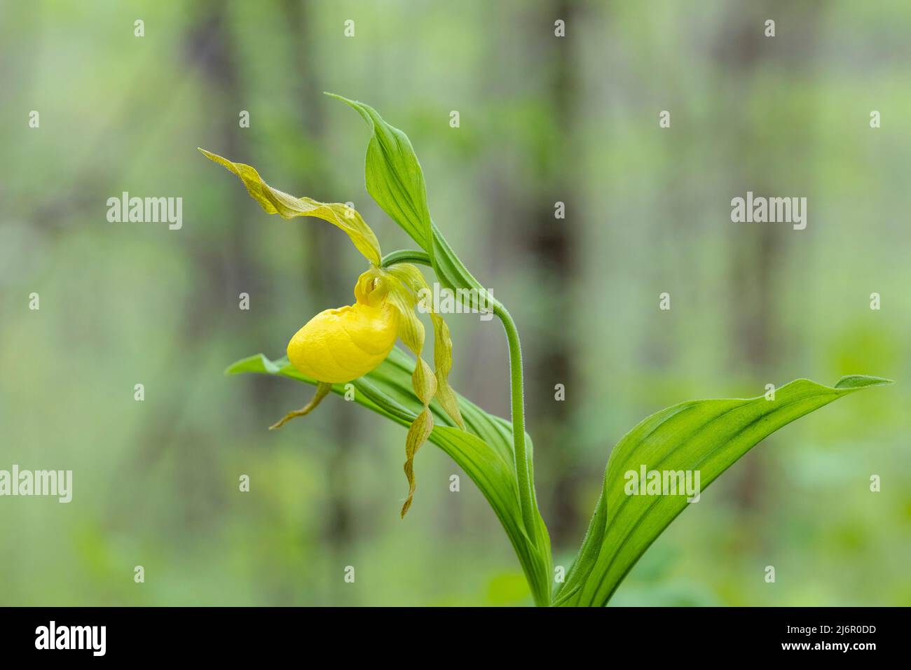 Große gelbe Lady's Slipper Orchid (Cypripedium parviflorum) - Hendersonville, North Carolina, USA Stockfoto