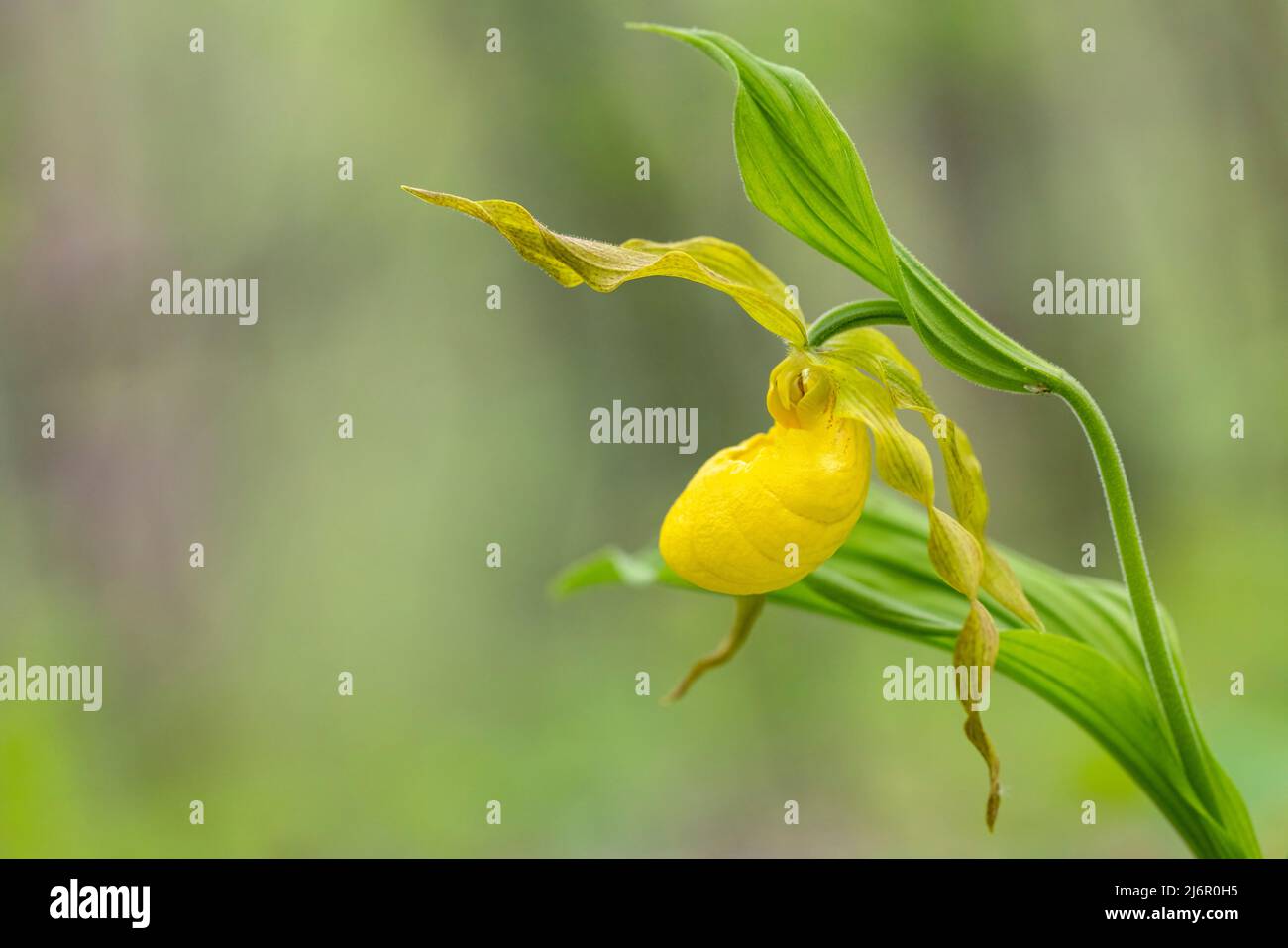 Große gelbe Lady's Slipper Orchid (Cypripedium parviflorum) - Hendersonville, North Carolina, USA Stockfoto