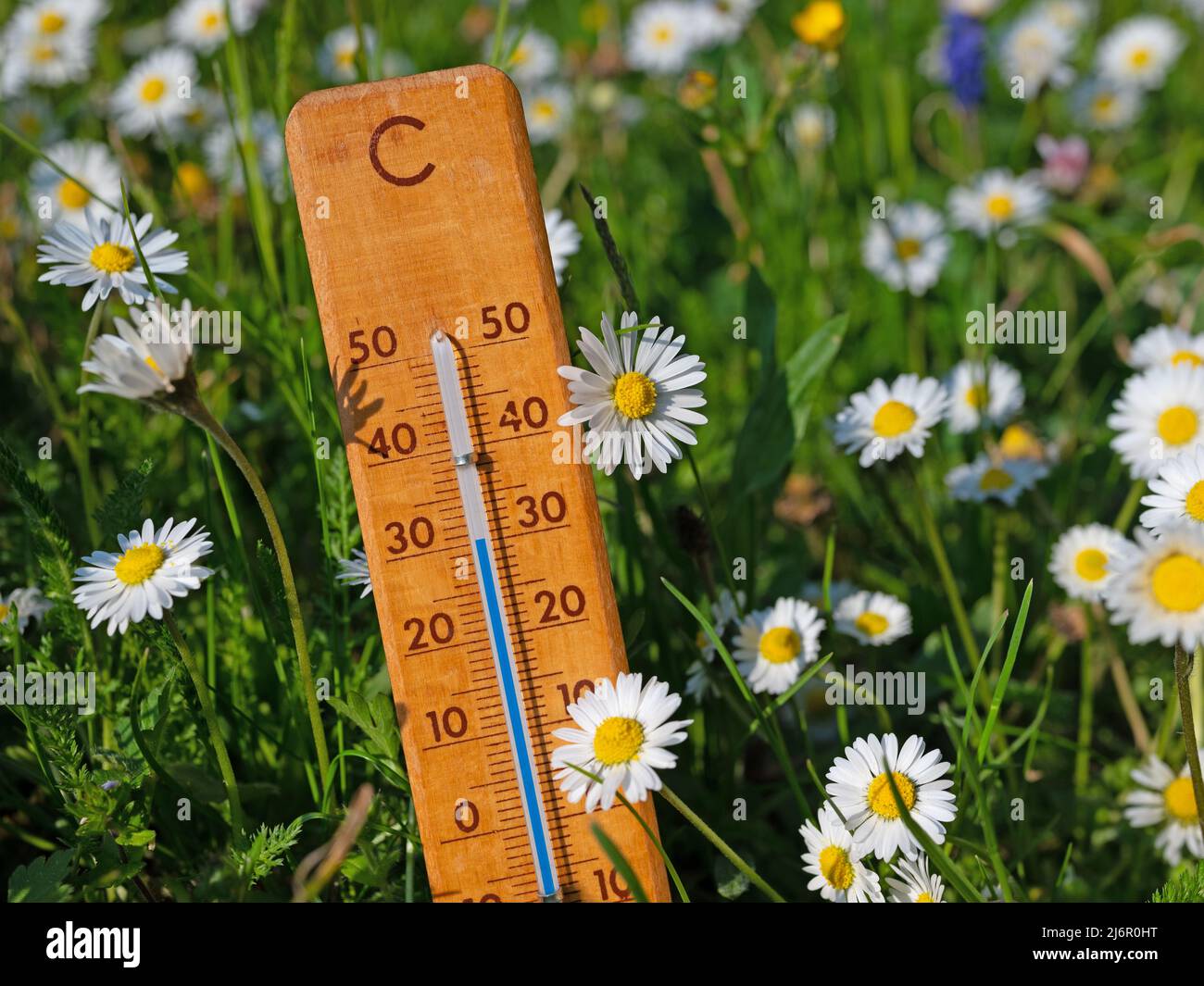 Thermometer auf einer Blumenwiese in der Sommerhitze Stockfoto