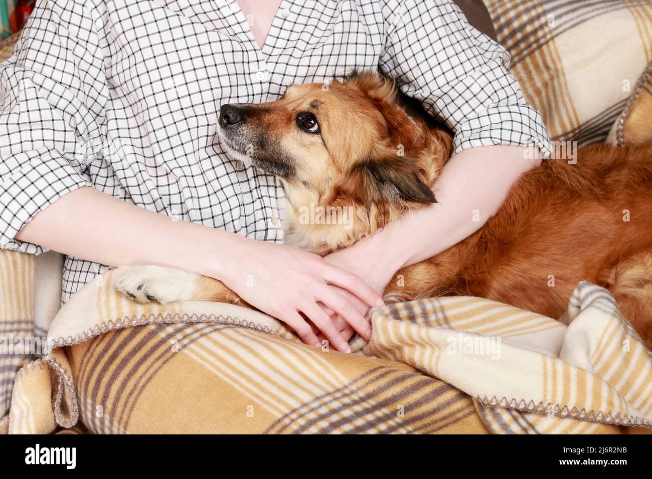 Junge Frau sitzt auf dem Sofa mit ihrem niedlichen Hund. Freunde für immer. Stockfoto