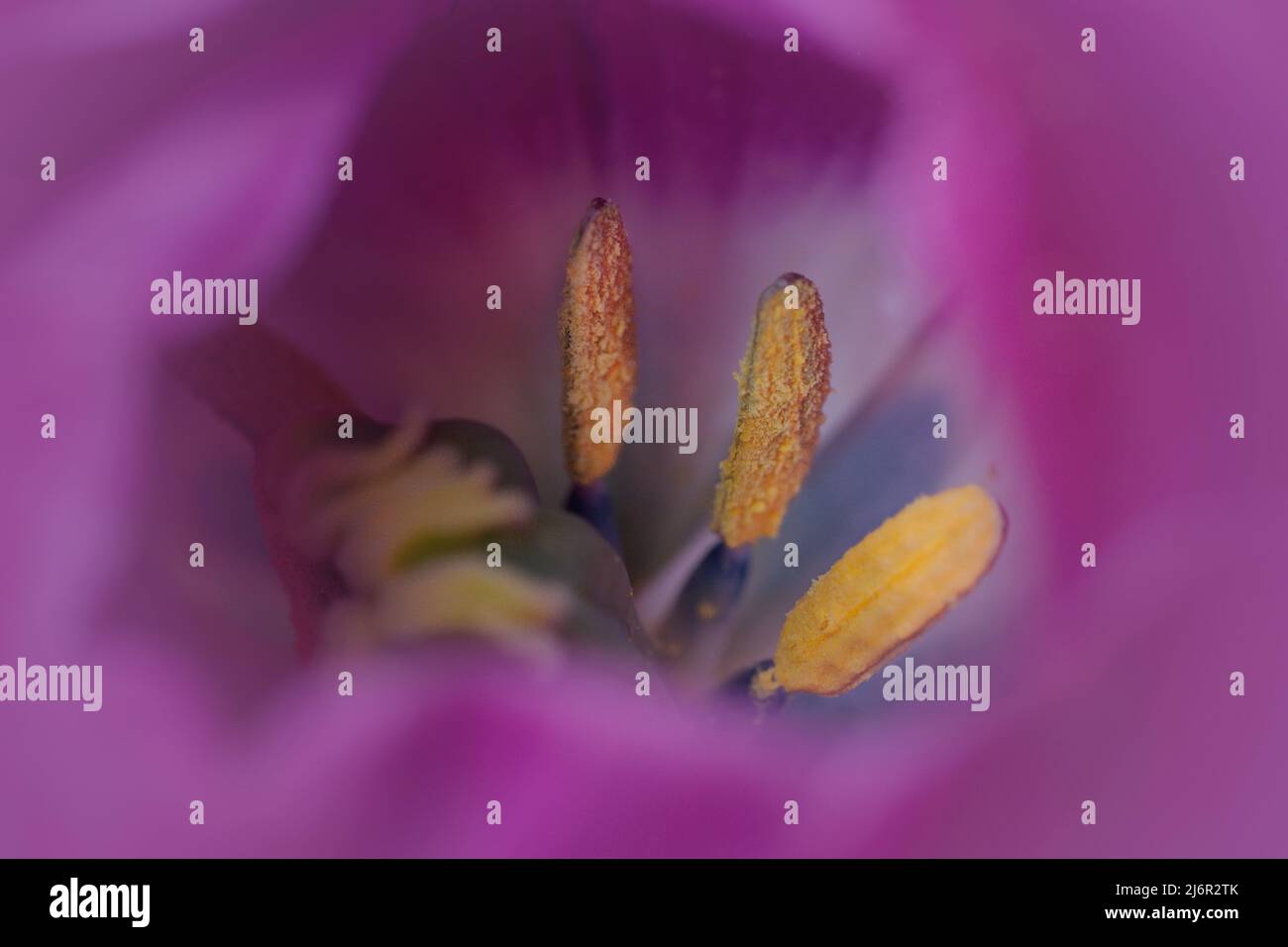 Makrofotografie einer rosa Tulpenblüte Stockfoto