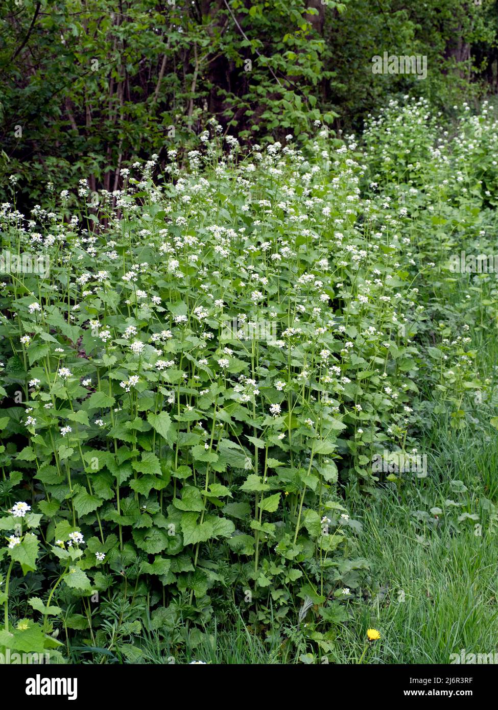 Jack an der Hecke (Alliaria petiolata.) Gesehen neben einer Weißdornhecke. Stockfoto