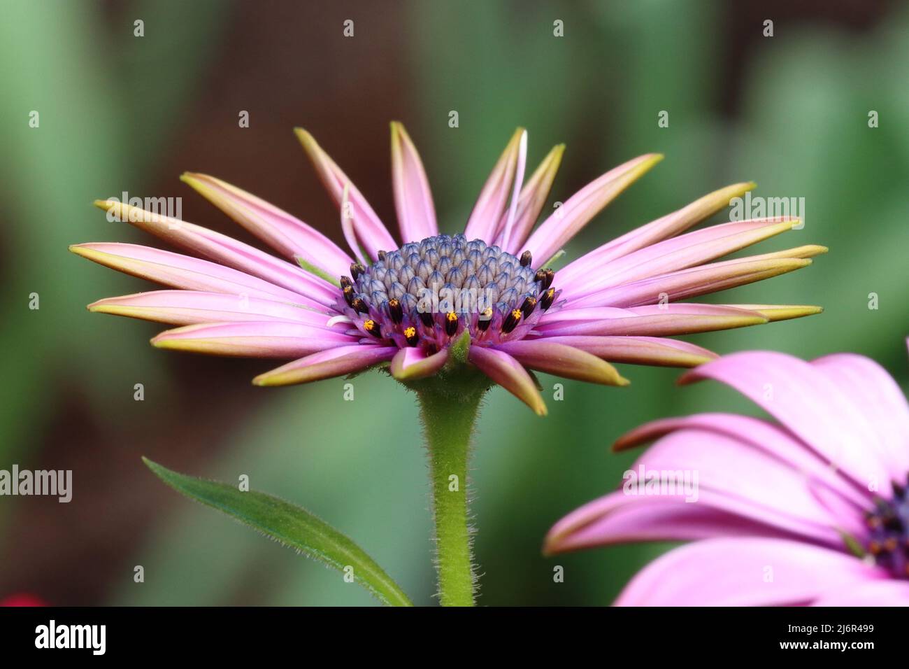 Nahaufnahme einer schönen hellvioletten osteospermum-Blume vor einem verschwommenen grünen Hintergrund, Seitenansicht Stockfoto