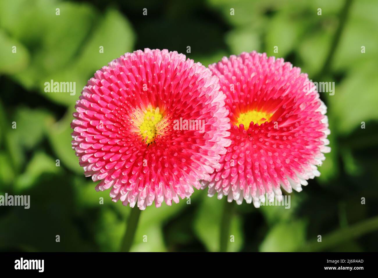 Nahaufnahme von zwei schönen bellis perennis Blumen vor einem verschwommenen grünen Hintergrund Stockfoto