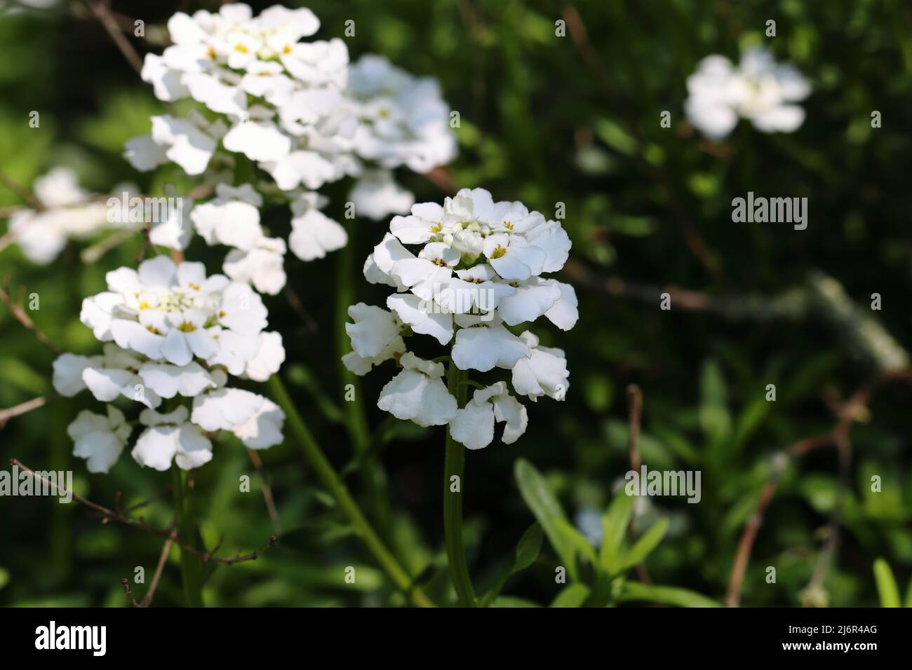 Nahaufnahme von hübschen weißen Iberis sempervirens mit selektivem Fokus Stockfoto