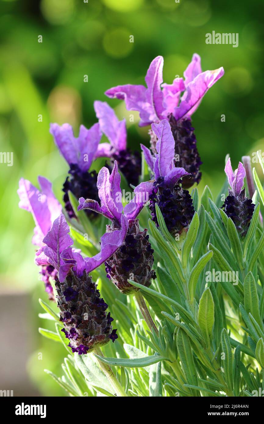 Nahaufnahme der schönen violetten blüten von lavandula stoechas vor einem unscharfen natürlichen Hintergrund, Seitenansicht Stockfoto