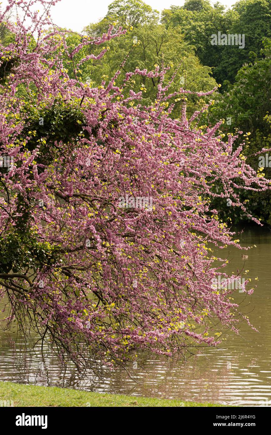 Park des Buttes Chaumont. Nahaufnahme eines wunderschönen Judas-Baumes Stockfoto