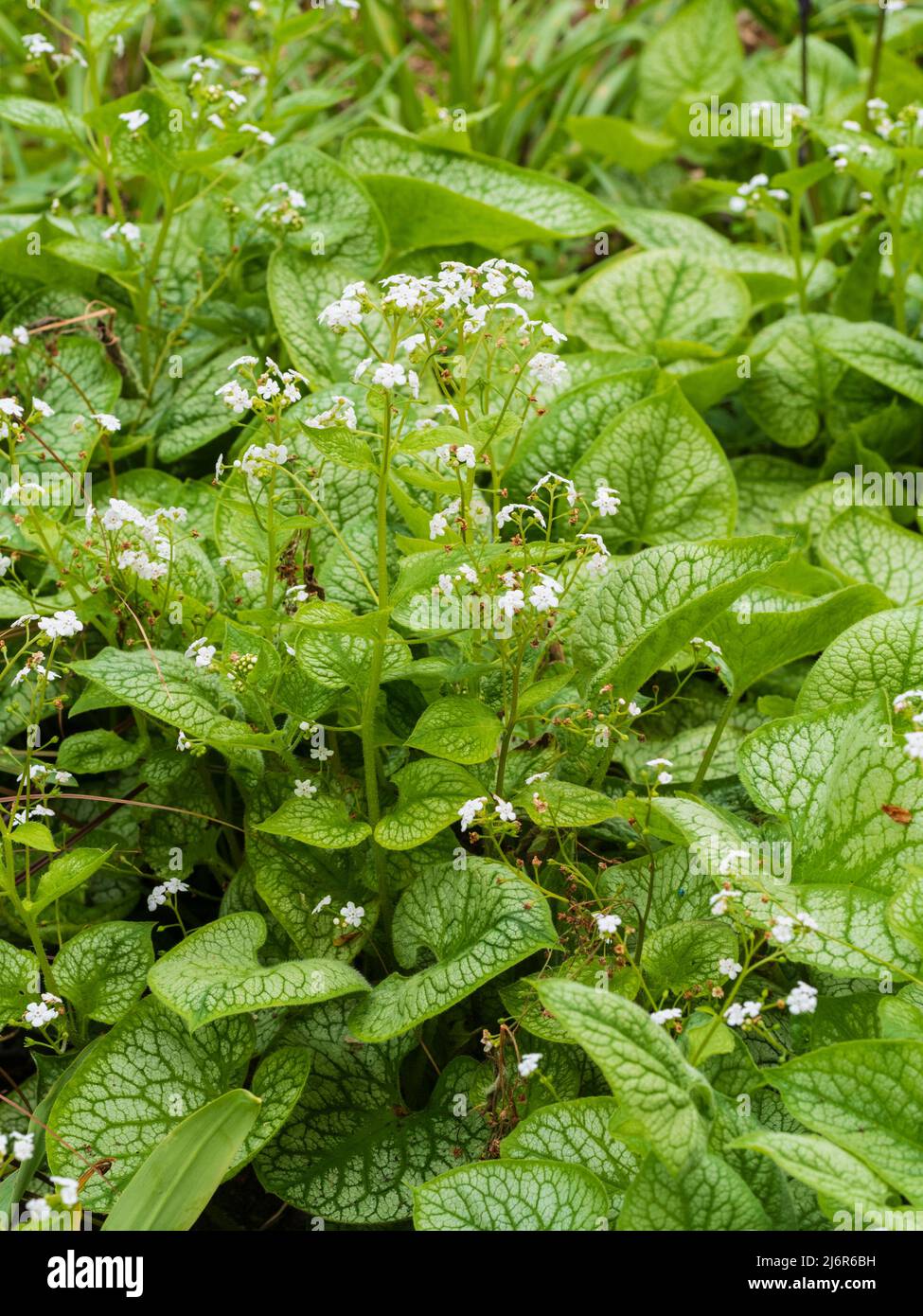 Weiße Frühlingsblumen in luftigen Sprays über dem silbrigen Laub der winterharten Brunnera macrophylla 'Betty Bowring' Stockfoto