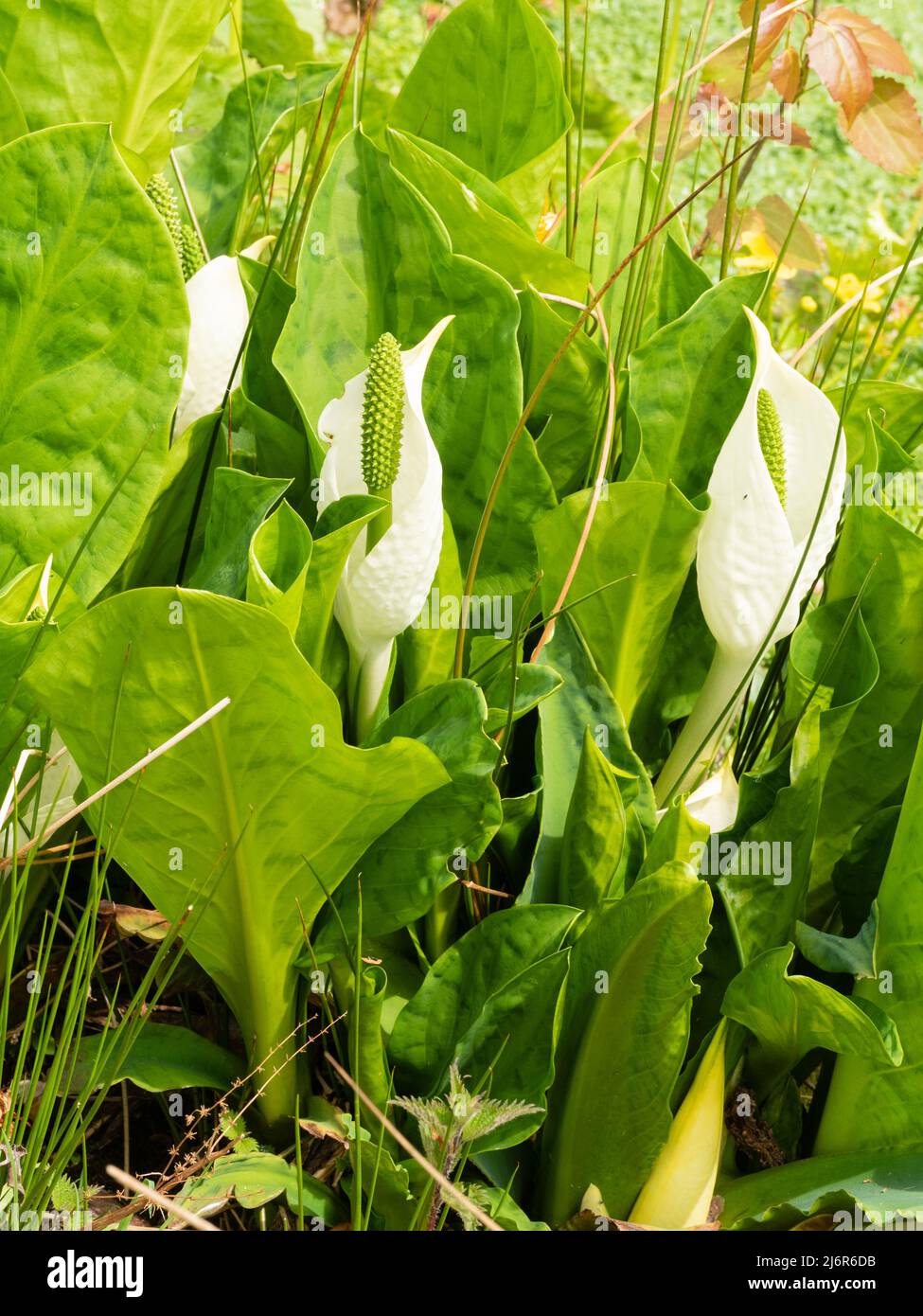 Weiße Feder Spathes des asiatischen Skunk Kohls, Lysichiton Camtschatcensis, durch den Rand des Wassers Stockfoto