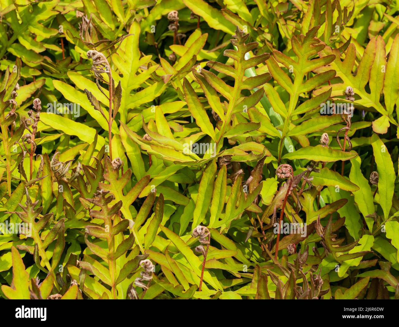 Gebräunte und grüne neue Frühlingswedel des Nordamerikanischen empfindlichen Farns, Onoclea sensibilis Stockfoto