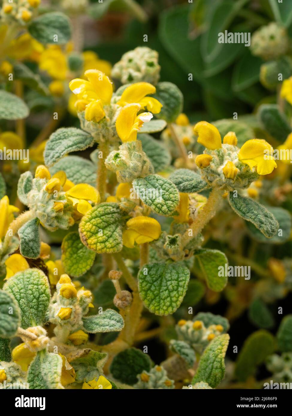Gelbe Blüten und salbeiartige Blätter des lang blühenden, endemischen kretischen immergrünen Strauchs, wolliger Jerusalem-Salbei, Phlomis lanata Stockfoto