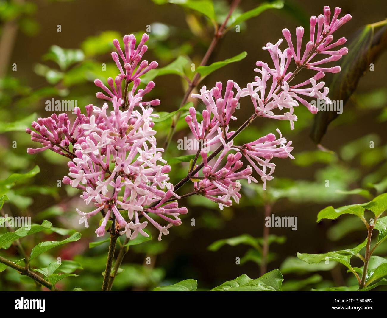 Duftende rosa Blüten in den Rispen des Zwerges, frühlingsblühender Flieder, Syringa meyeri 'Palibin' Stockfoto