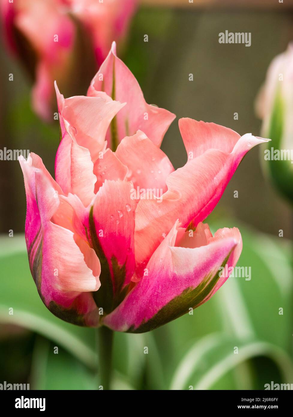 Rosa, grüne und weiße Blume der frühlingsblühenden Viridiflora Tulpe „China Town“ Stockfoto