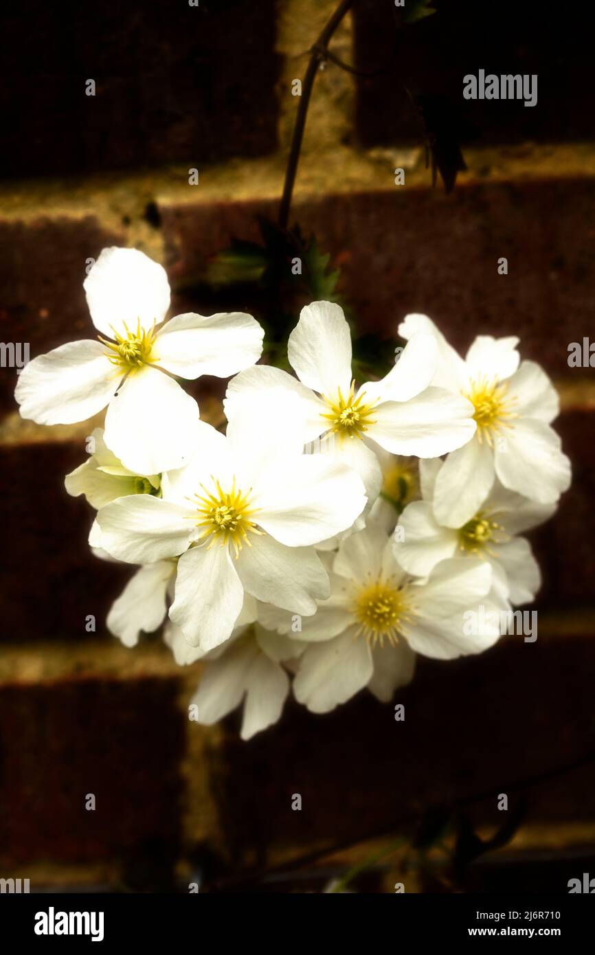 Close-up Blumenportrait von auffälligen Clematis x Cartmanii ‘Avalanche Blumen gegen Backsteinmauer Stockfoto
