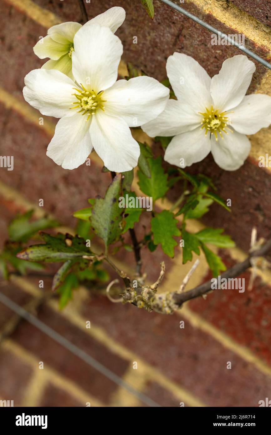 Close-up Blumenportrait von auffälligen Clematis x Cartmanii ‘Avalanche Blumen gegen Backsteinmauer Stockfoto