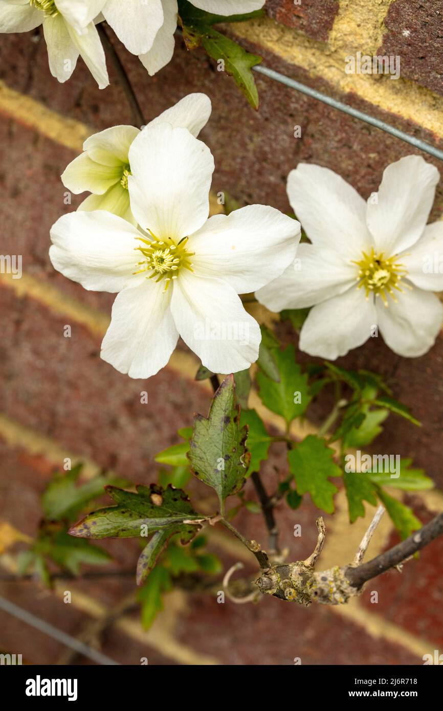 Close-up Blumenportrait von auffälligen Clematis x Cartmanii ‘Avalanche Blumen gegen Backsteinmauer Stockfoto