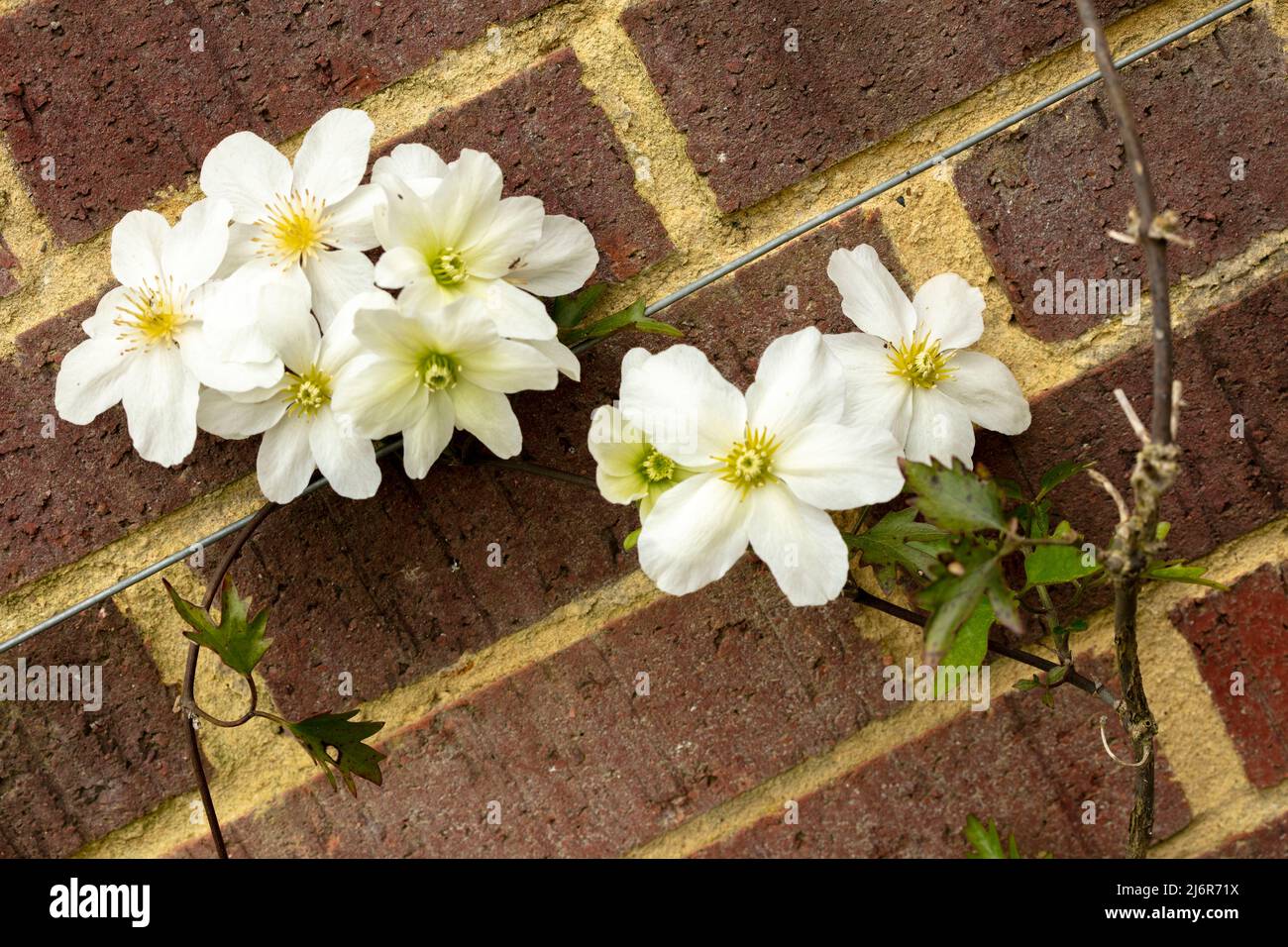 Close-up Blumenportrait von auffälligen Clematis x Cartmanii ‘Avalanche Blumen gegen Backsteinmauer Stockfoto