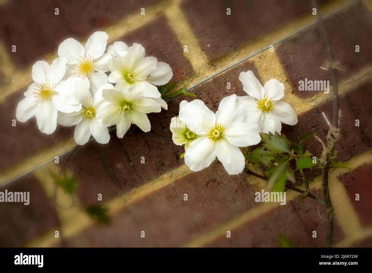 Close-up Blumenportrait von auffälligen Clematis x Cartmanii ‘Avalanche Blumen gegen Backsteinmauer Stockfoto