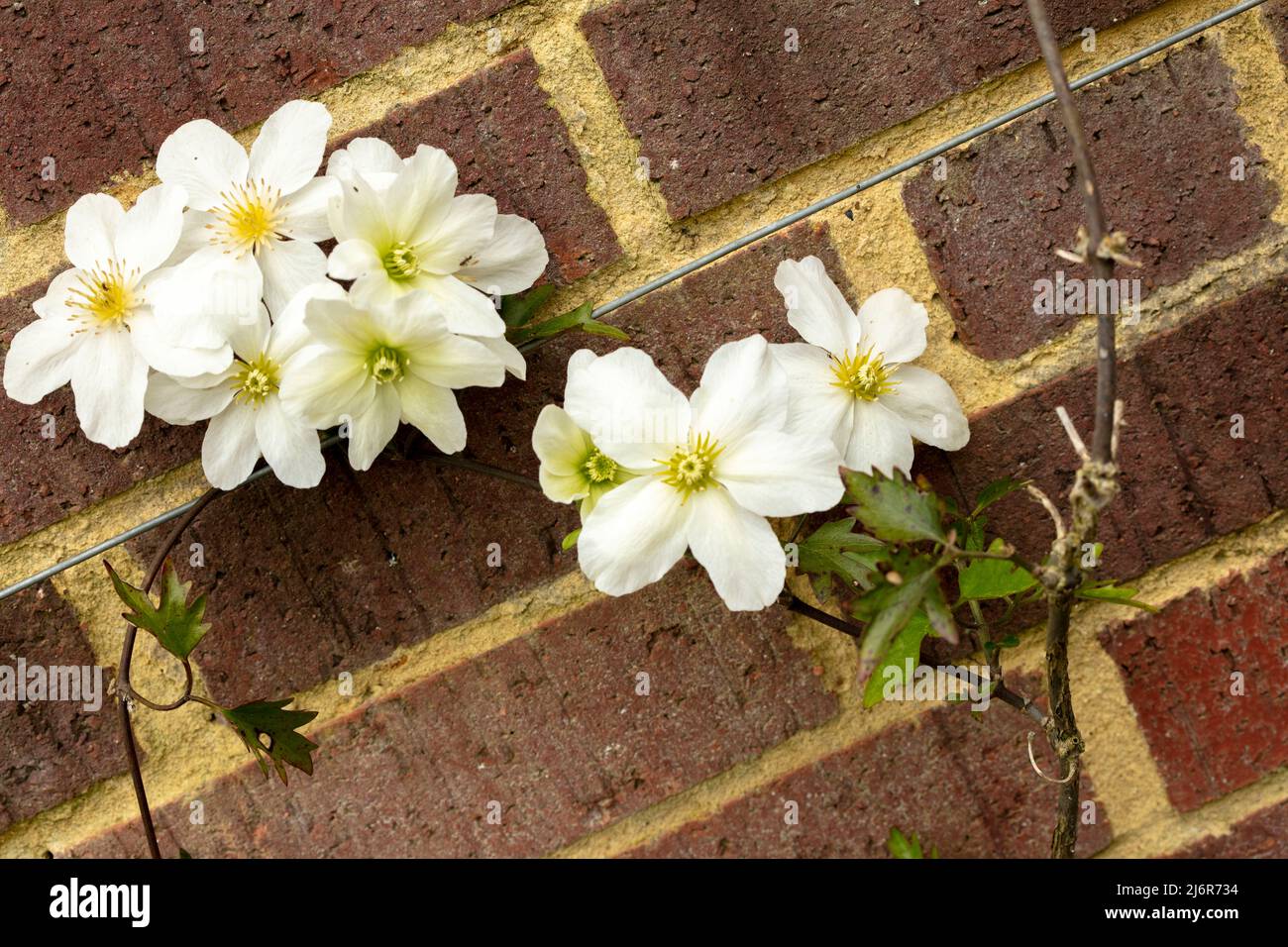 Close-up Blumenportrait von auffälligen Clematis x Cartmanii ‘Avalanche Blumen gegen Backsteinmauer Stockfoto