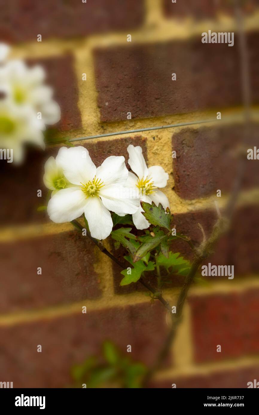 Close-up Blumenportrait von auffälligen Clematis x Cartmanii ‘Avalanche Blumen gegen Backsteinmauer Stockfoto