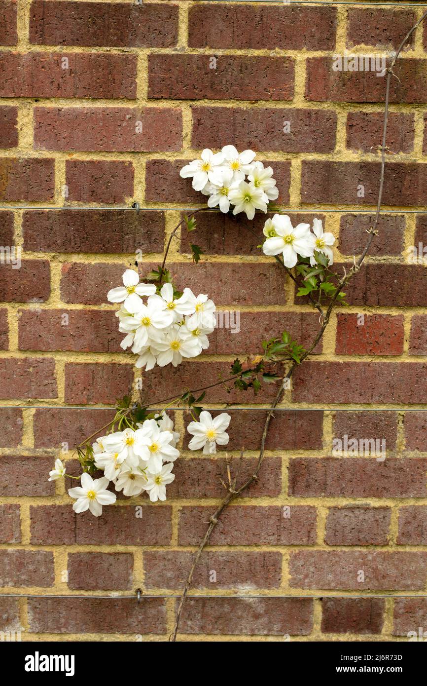 Close-up Blumenportrait von auffälligen Clematis x Cartmanii ‘Avalanche Blumen gegen Backsteinmauer Stockfoto