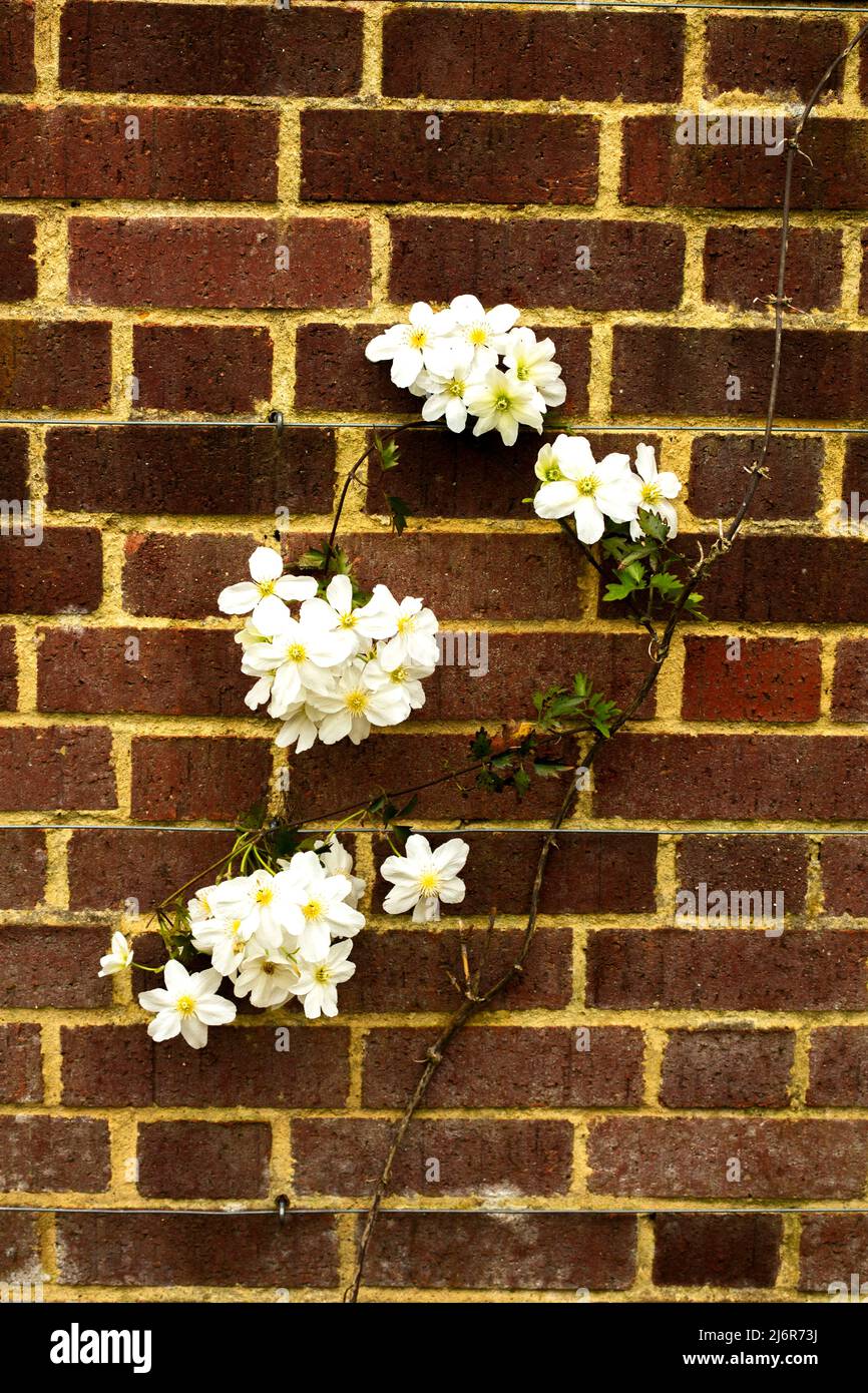 Close-up Blumenportrait von auffälligen Clematis x Cartmanii ‘Avalanche Blumen gegen Backsteinmauer Stockfoto