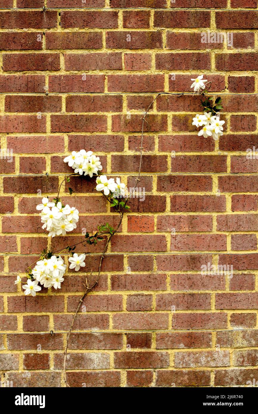 Close-up Blumenportrait von auffälligen Clematis x Cartmanii ‘Avalanche Blumen gegen Backsteinmauer Stockfoto