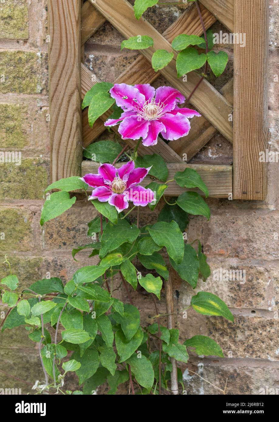 Clematis ‘Kilian Donahue’ klettert auf ein hölzernes Gitter. Stockfoto