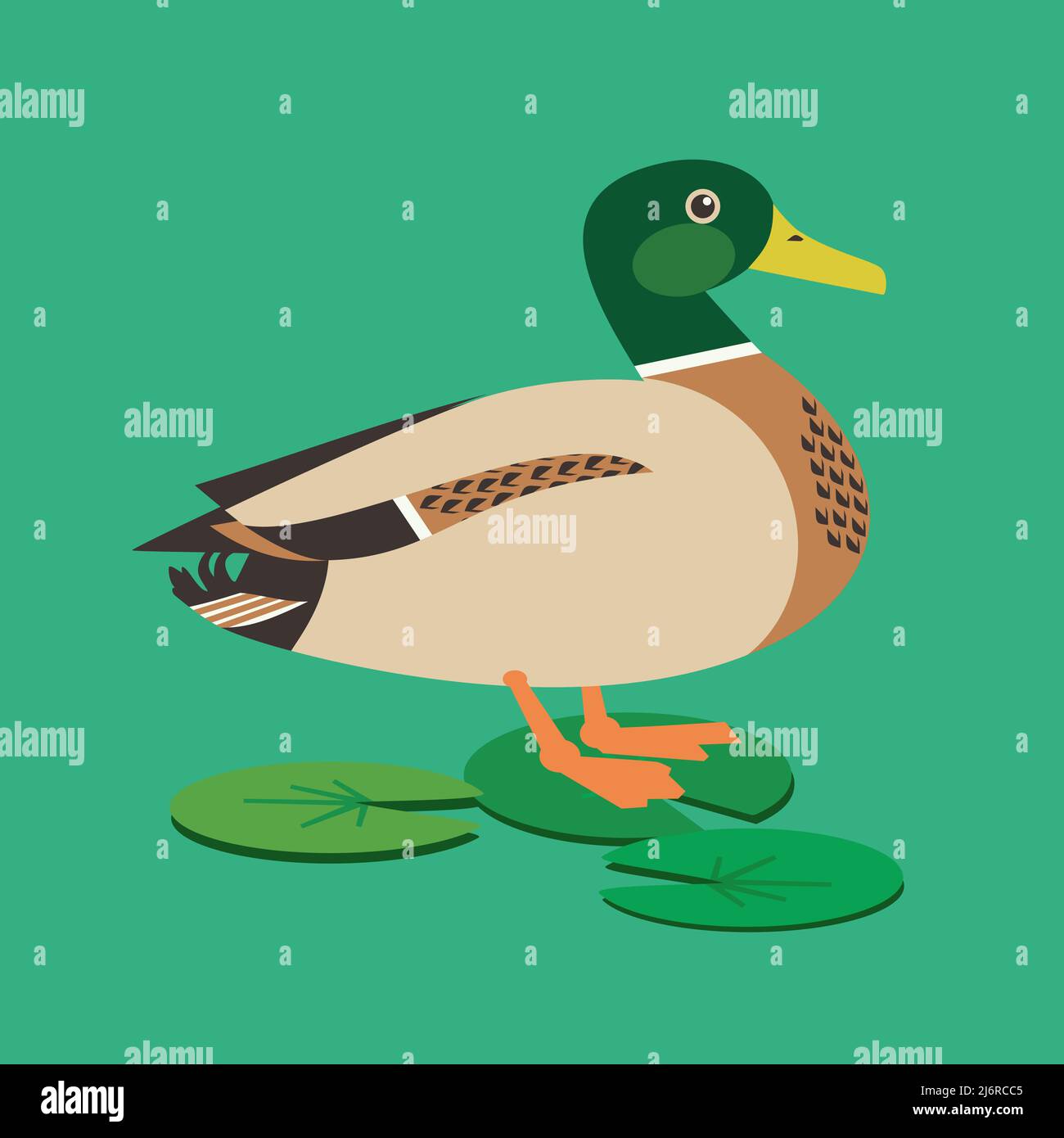 Wild Duck Standing Flat Color Vektor-Symbol. Drake Wasservögel Vogel auf Wasserpflanzen Hintergrund. Grüner Kopf Mallard männliche Ente Design Element Illustration Stock Vektor