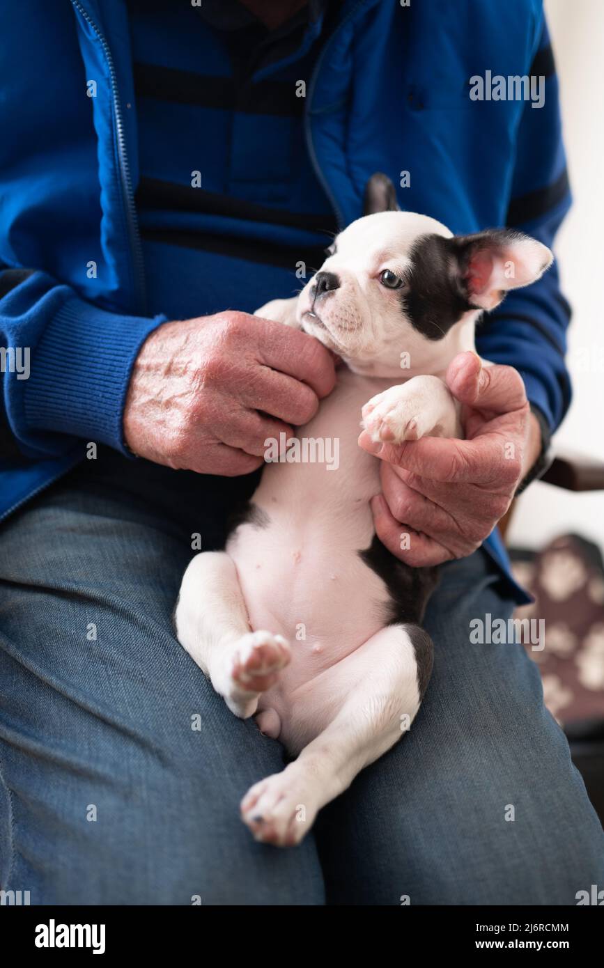 Älterer Mann mit einem weiblichen Boston Terrier Welpen auf seinem Schoß. Ihr Bauch in die Kamera gerichtet. Stockfoto