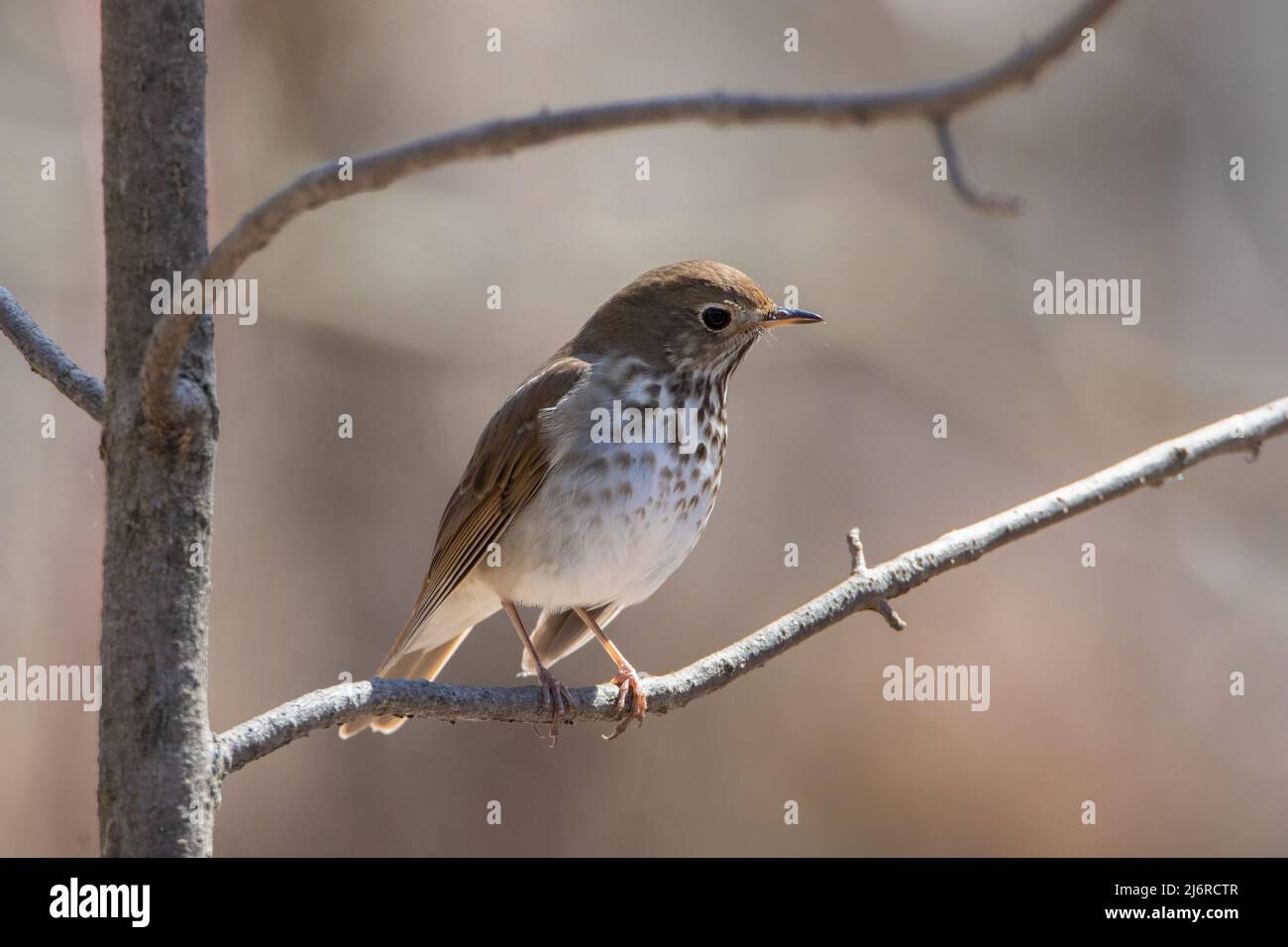 Einsiedler Thrush songbird sitzt auf einem Ast Stockfoto