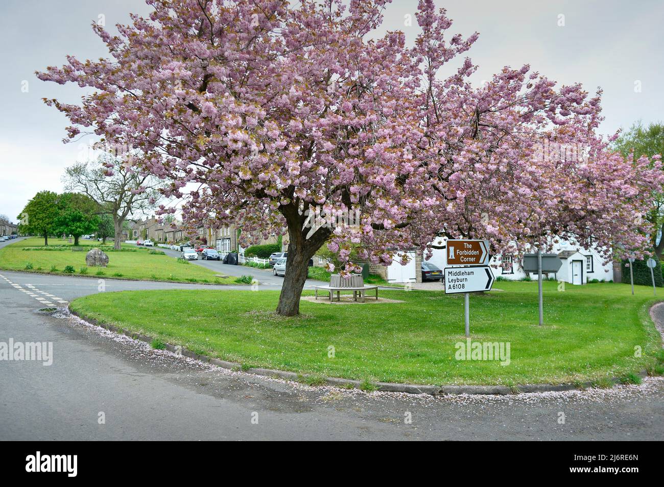 Cherry Tree East Witton North Yorkshire England Großbritannien Stockfoto