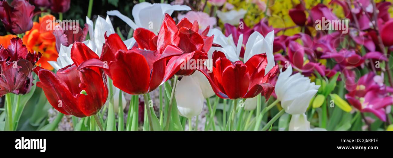 Rote Tulpen in sanftem Licht auf unscharfem Hintergrund mit Platz für Text. Tulpe blüht im Frühjahr im Gewächshaus. Blumenbanner für Floristen Shop. Stockfoto