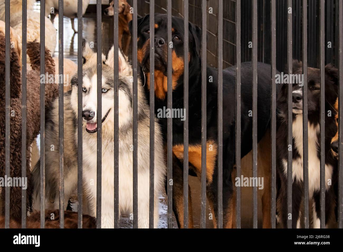 Hunde in einem Käfig - darunter ein sibirischer Husky mit blauen Augen, der wehmütig hinter Gittern in einer Hundetagesstätte ausschaut Stockfoto