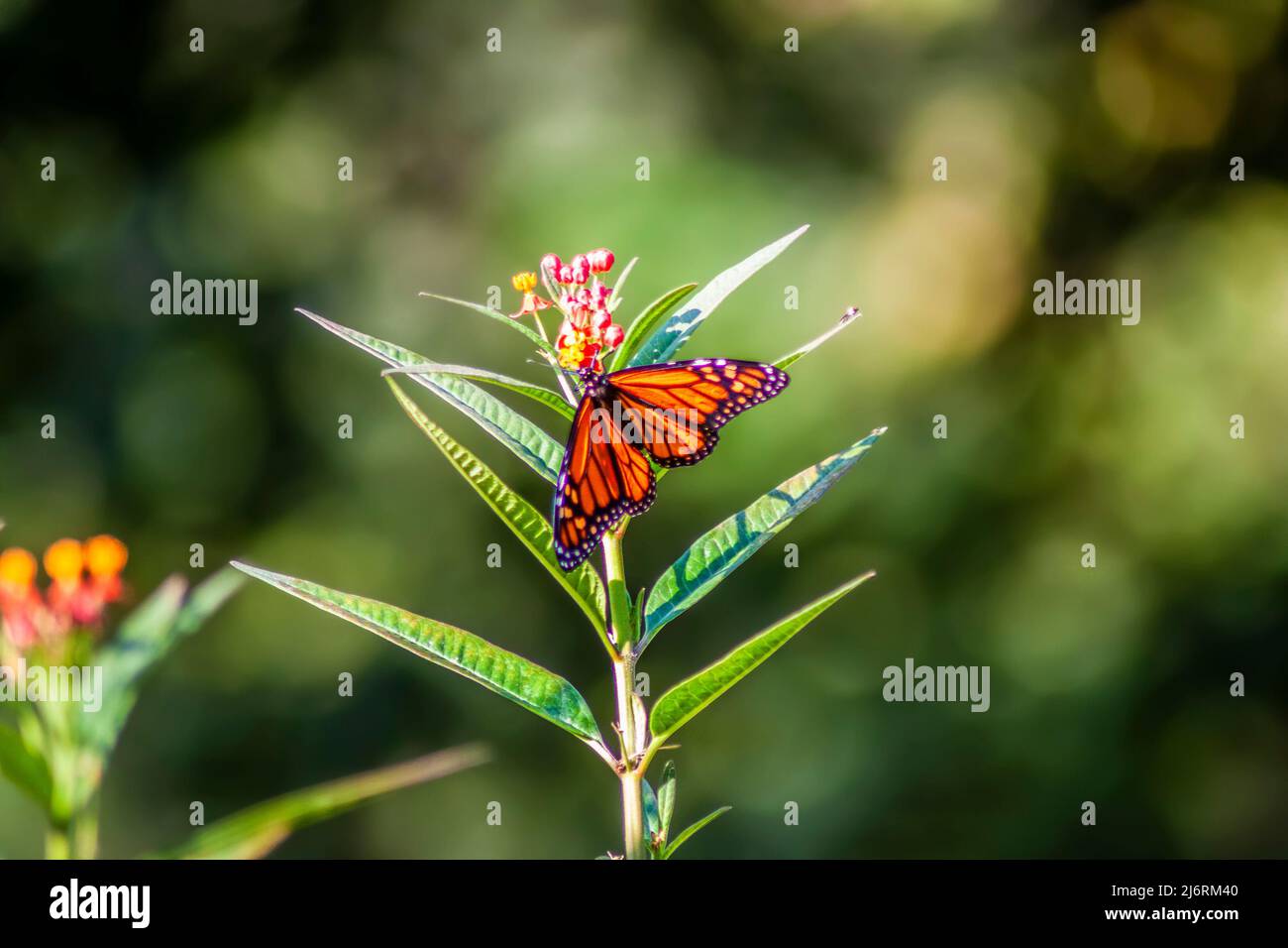 Monarch Schmetterling schlürft Nektar von einer orangen Schmetterlingsblume vor einem leuchtend grünen Bokah Garten Hintergrund. Stockfoto