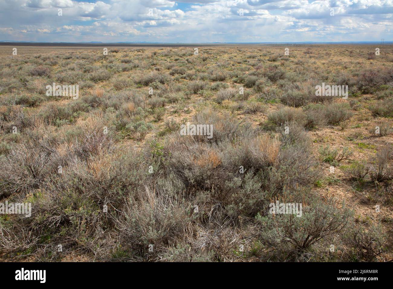 Sagebush Desert, Idaho Falls District Bureau of Land Management, Clark County, Idaho Stockfoto