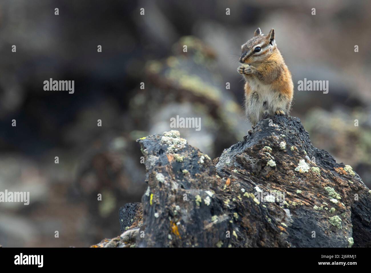 Chipmunk, Craters of the Moon National Monument, Peaks to Craters Scenic Byway, Idaho Stockfoto