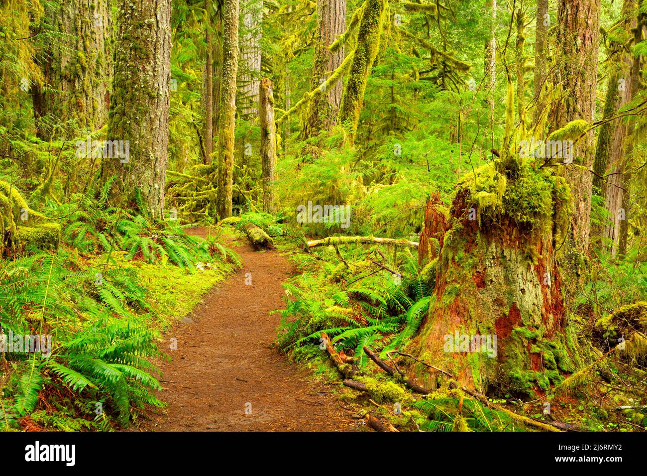 Salmon River Trail, Salmon Wild und Scenic River, Mt Hood National Forest, Oregon Stockfoto